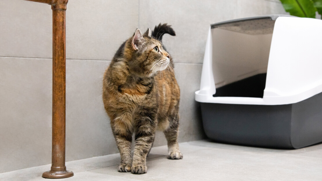 Mačka stoji pored posude WC posude