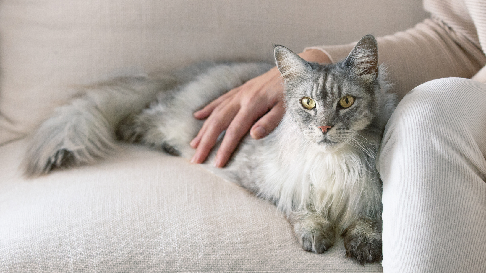 Siva mačka duge dlake leži na sofi s vlasnikovom rukom na leđima