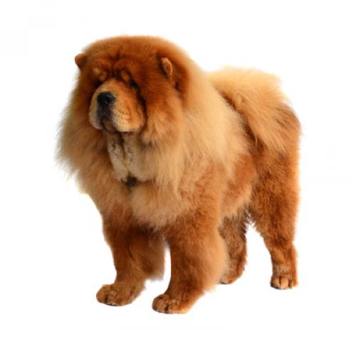 koliko koštaju štenci chow chow