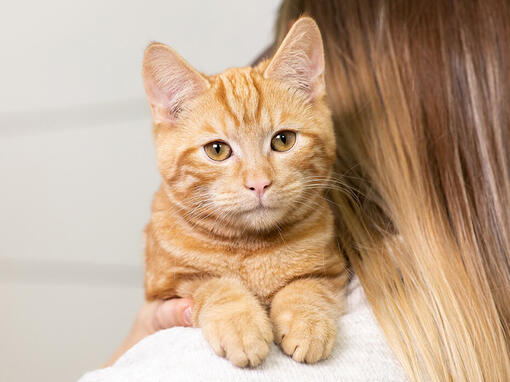 Riđi mačka na ramenu vlasnika
