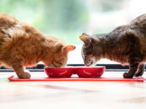 Dvije mačke jedu